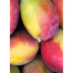 Chutney Mangue | Toco - Délices de Guyane