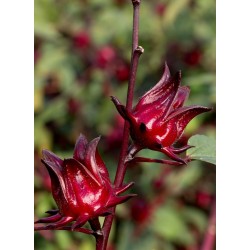 Gelee D'Hibiscus | Confitures & Gelées - Délices de Guyane