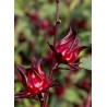 Sirop D'Hibiscus | Sirops - Délices de Guyane