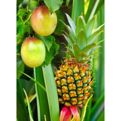Ananas / Passion | Confitures & Gelées - Délices de Guyane