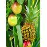 Ananas / Passion | Confitures & Gelées - Délices de Guyane