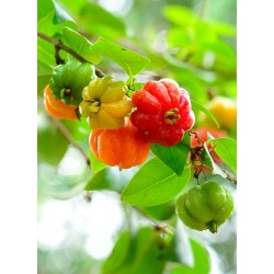 Cerise De Cayenne | Confitures & Gelées - Délices de Guyane