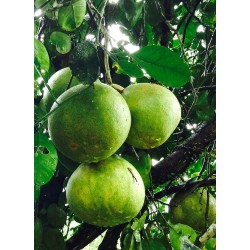 Chadeck | Confitures & Gelées - Délices de Guyane