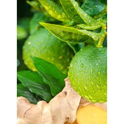 Citron Vert / Gingembre - Délices de Guyane