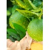 Citron Vert / Gingembre - Délices de Guyane