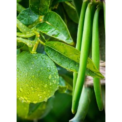 Citron Vert A La Vanille - Délices de Guyane