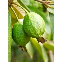 Goyave | Confitures & Gelées - Délices de Guyane