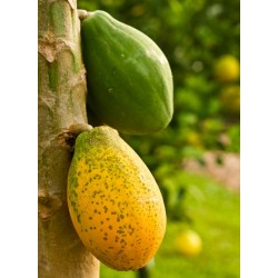 Papaye | Confitures & Gelées - Délices de Guyane