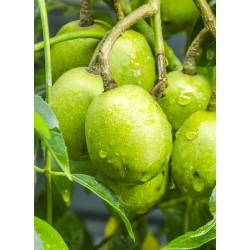 Prune De Cythere | Confitures & Gelées - Délices de Guyane
