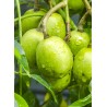 Prune De Cythere | Confitures & Gelées - Délices de Guyane