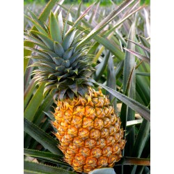 Gelee D'Ananas | Confitures & Gelées - Délices de Guyane