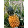 Gelee D'Ananas | Confitures & Gelées - Délices de Guyane
