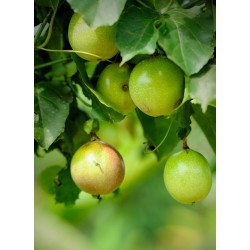 Gelee De Fruit De La Passion - Délices de Guyane