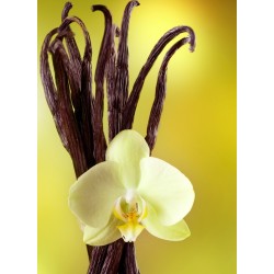 Sirop Vanille | Sirops - Délices de Guyane